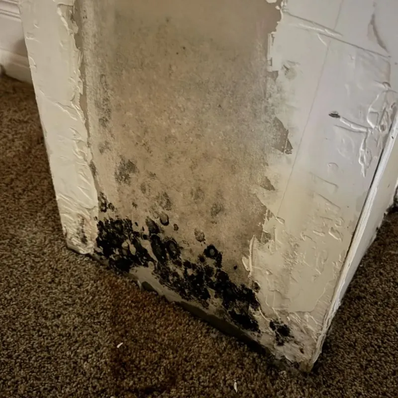 Professional Mold Removal in Franklin, PA